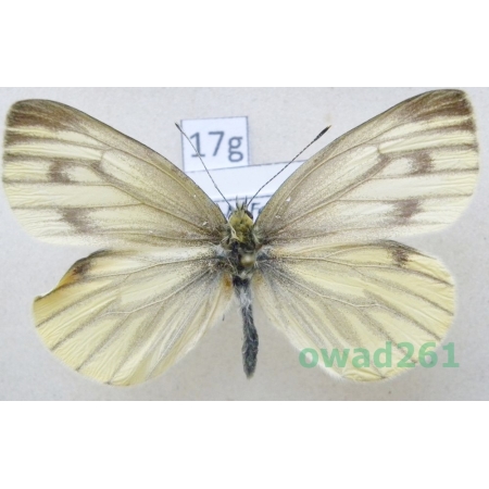 Pieris bryoniae (Hübner, 1806) female Slovakia17g